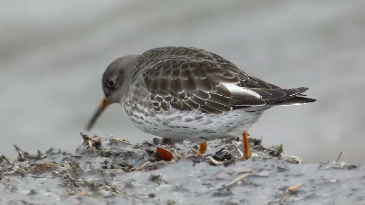The Purple Sandpiper: A Life History