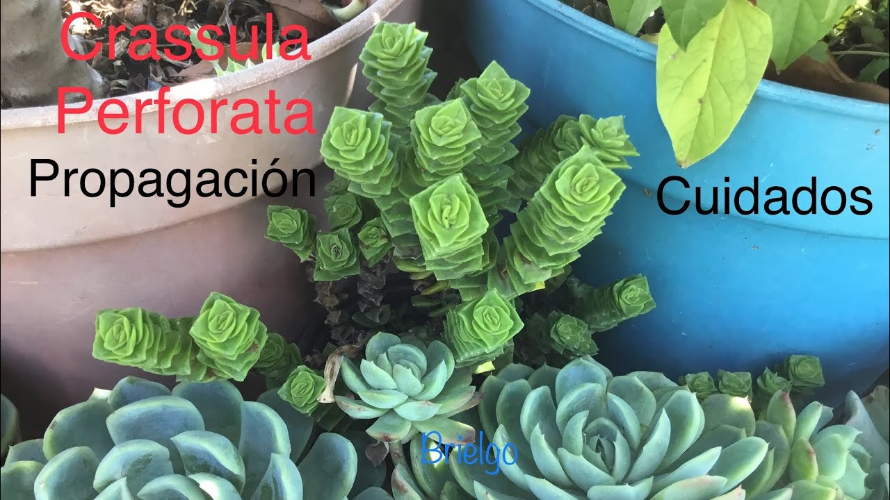 Crassula Perforata | Cuidados y propagación