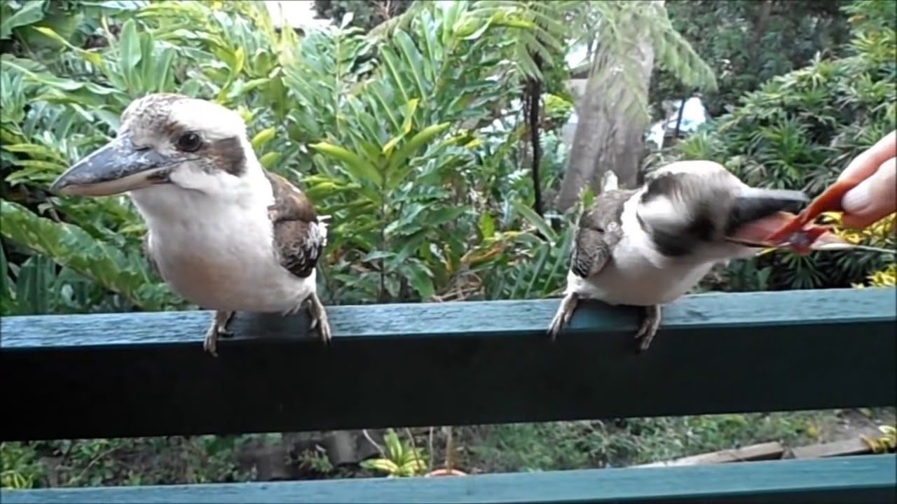 Talking Kookaburras