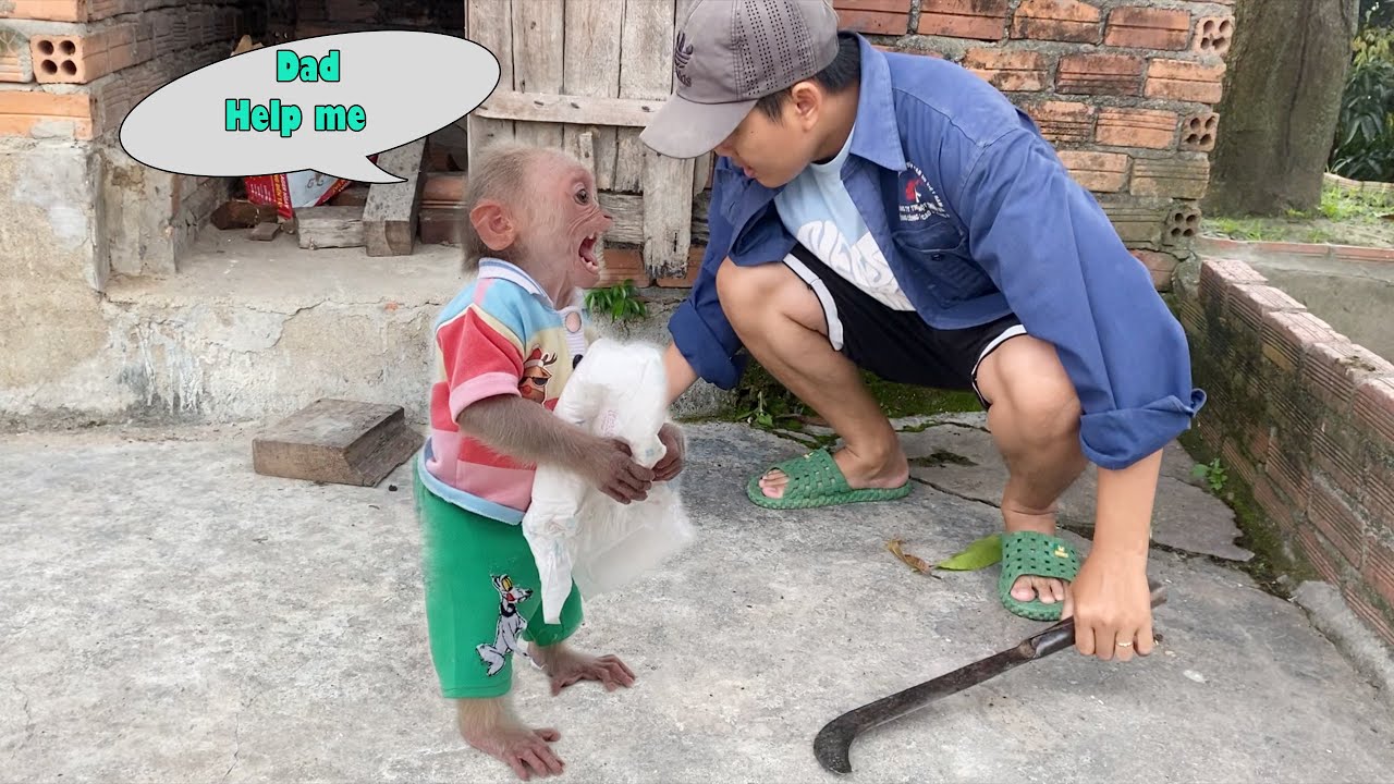 Super monkey! Baby monkey SinSin pooped all over his diaper and ran to Dad for help
