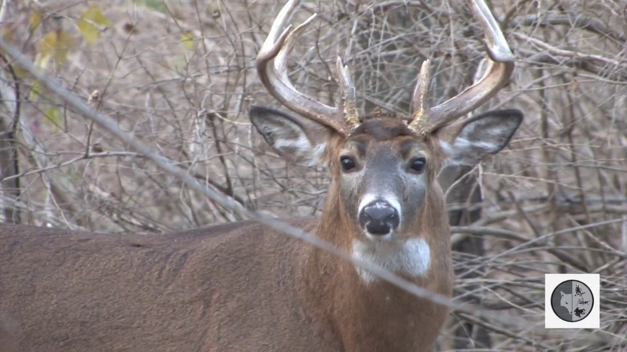 INTO NATURE Ep.36 : White-tailed deer mating