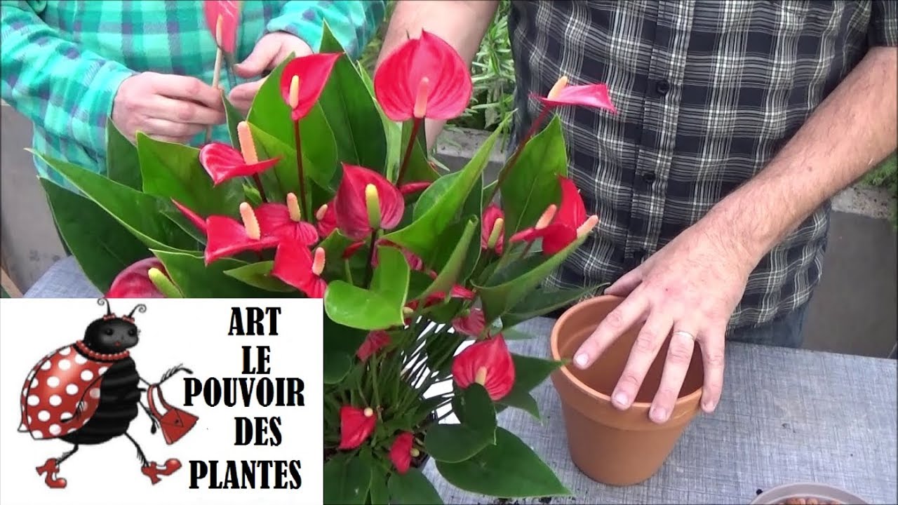 Conseils jardinage:  Entretien et arrosage anthurium million flowers: plante verte d'intérieur