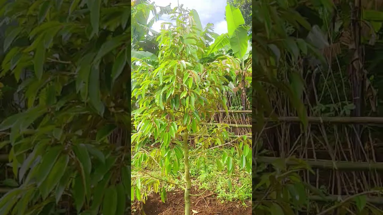 Lahan kedua tanam durian dan alpukat