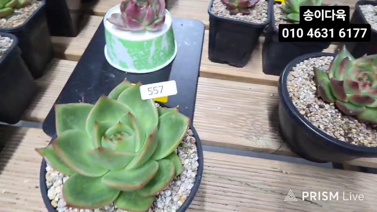 송이다육#봄맞이 특가#녹금제왕#슈프림#피가르#삼광#힐링타임