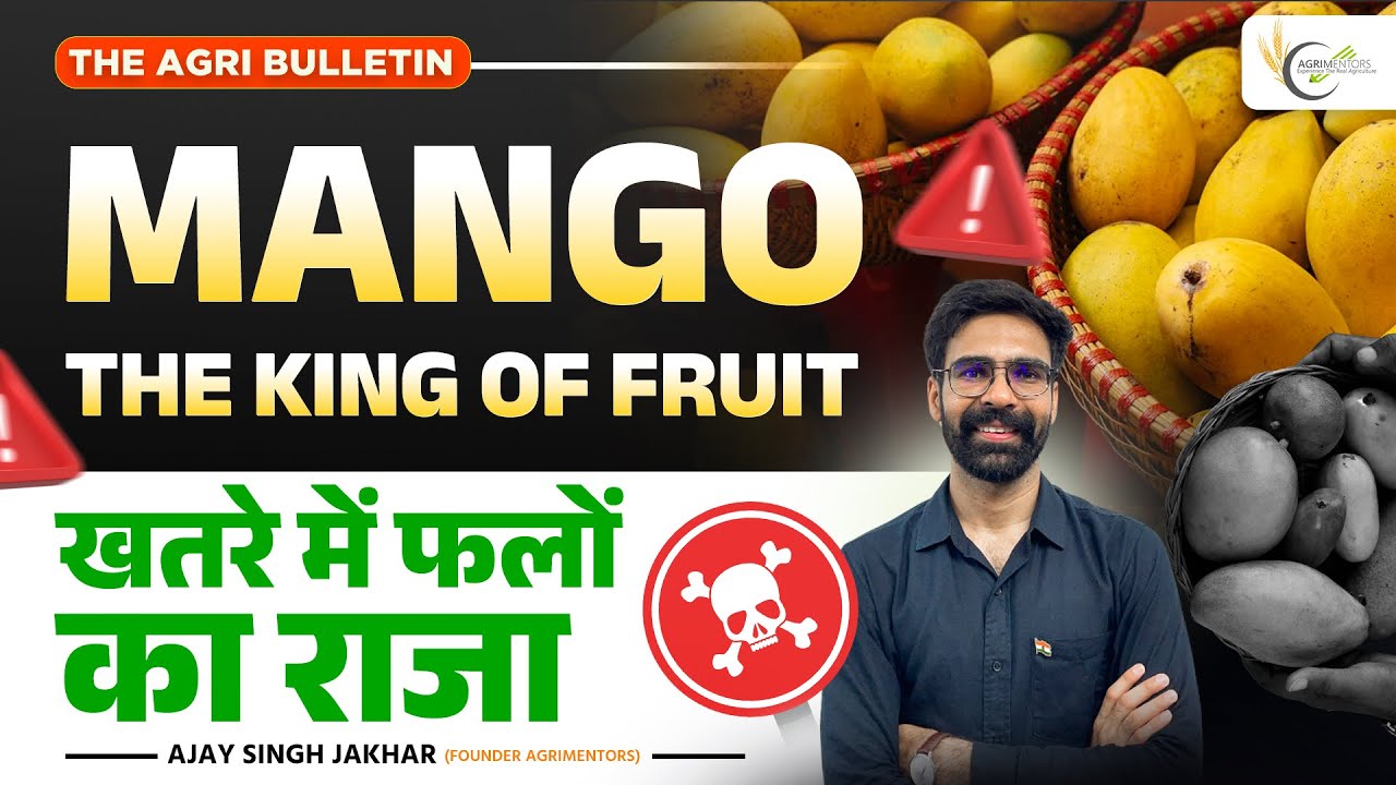 The True Story of Mango Farmers: Price Drops, Middlemen & Pesticide Problems | Saharanpur, India