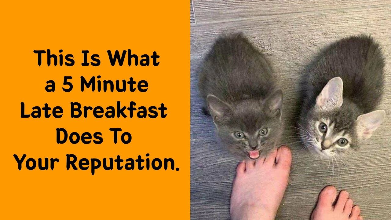 50 Cats Who Are Walking, Breathing Memes - Funny cat