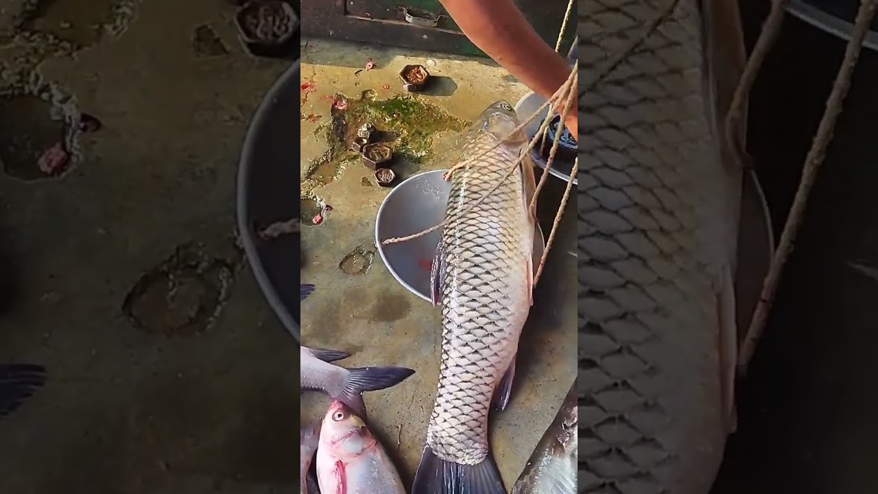a beautiful glass cup fish.#fish #viral #মাছ #fishing #fishcutting