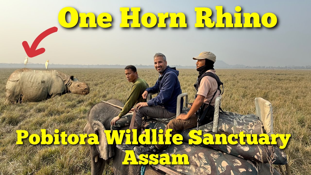 Pobitora Wildlife Sanctuary Elephant Safari | Close-Up with Majestic One Horn Rhino!