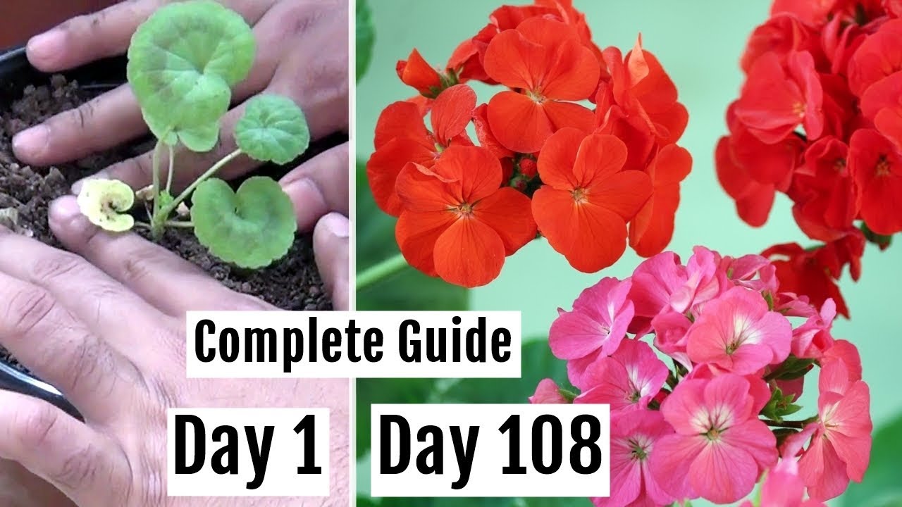How to Plant, Grow & Care for Geranium Plants in Pots - The Complete Guide