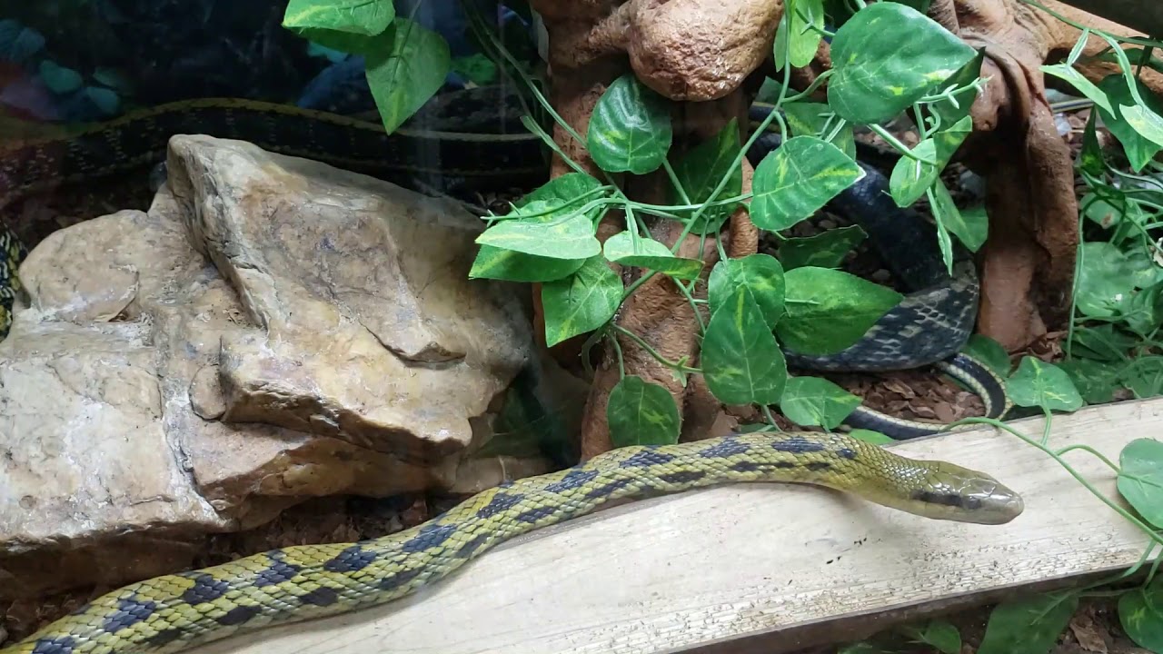 All about the Taiwan Beauty Snake   ( asian rat snake )