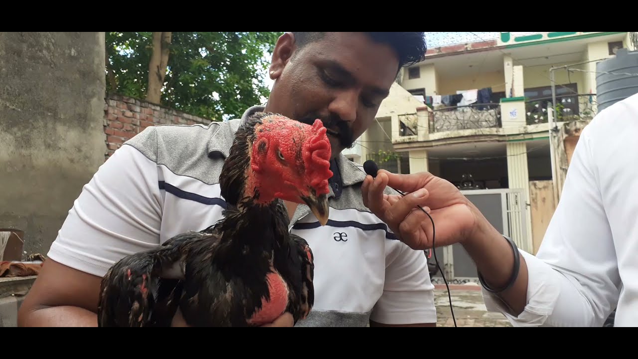 aseel pathe banu bhai ke (ambala cantt)