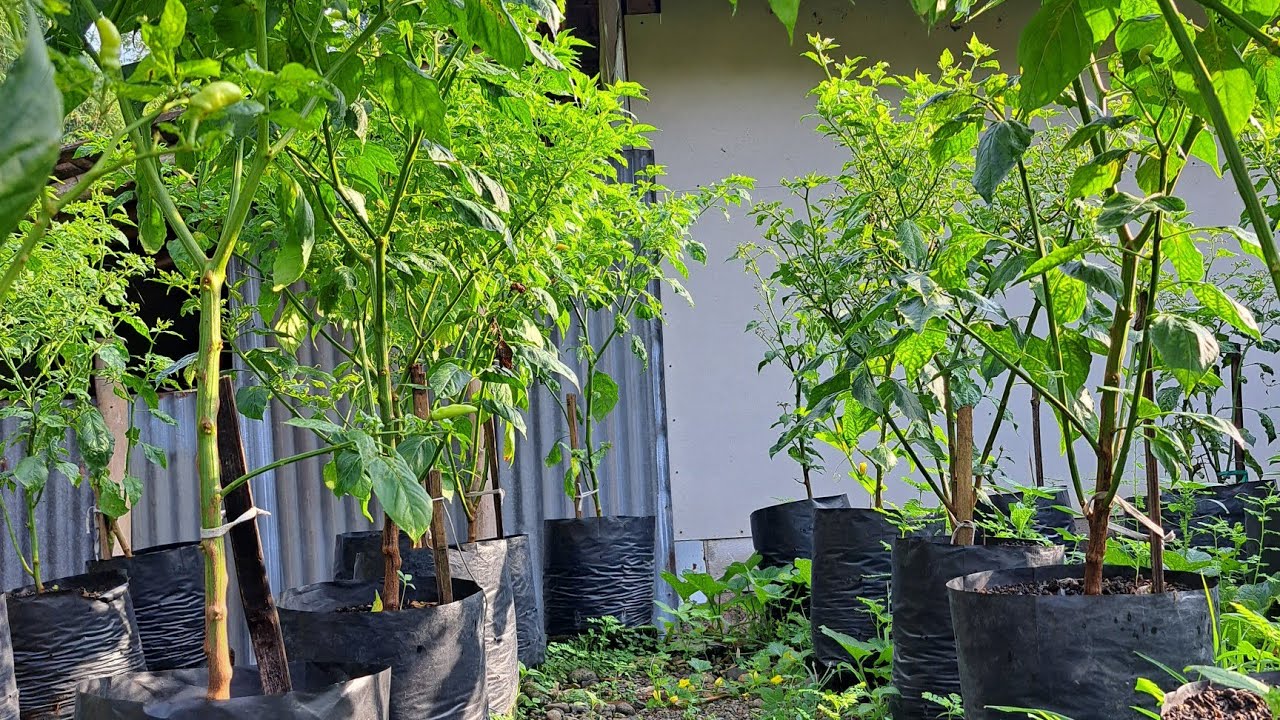 Tips !! cara menanam cabe rawit agar tumbuh subur.