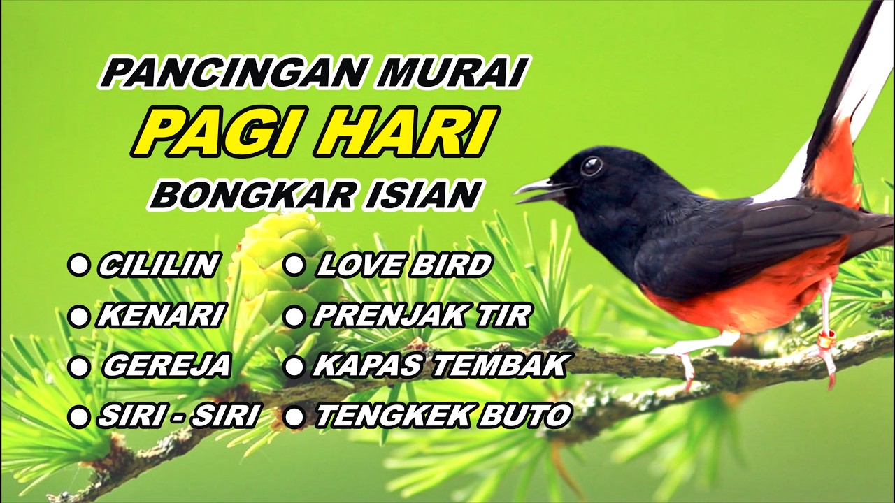 Pancingan Murai Batu Full Isian Tembakan kasar & panjang Bikin Murai emosi
