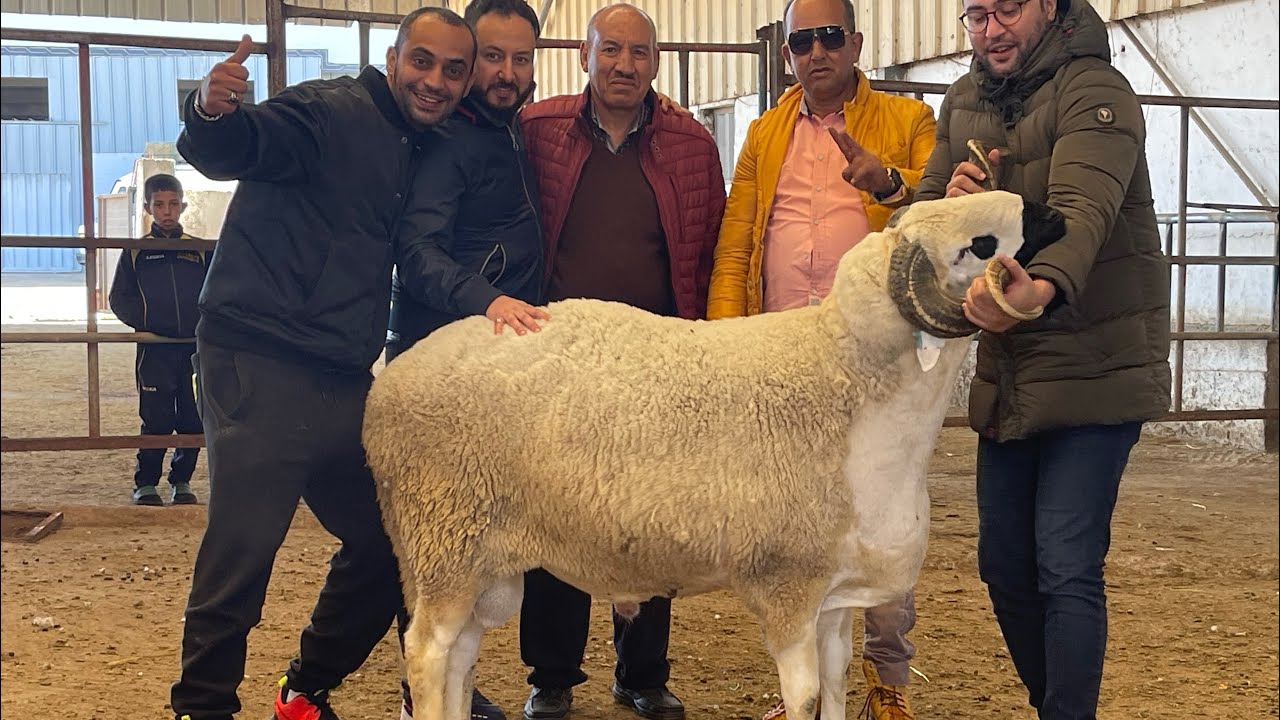 بووووم🔥💣 أكبر حولي فتاريخ الصردي بالمغرب🇲🇦 امكن اوصل ل180 كيلو يوم المسابقة🏆