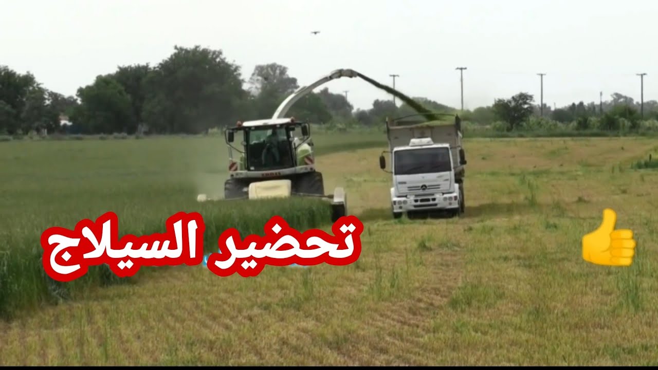 تكنولوجيا الفلاحة طريقة تحضير السيلاج للغنم من البداية الى النهاية