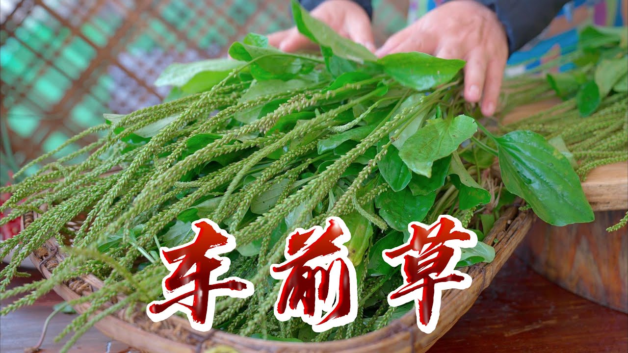 车前草全身都是宝，不懂的人当成草，今天分享一道民间传统车前草的做法#天天相见厨房 #乡村生活 #cooking #food
