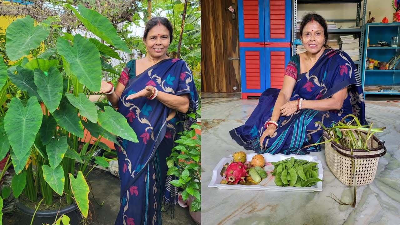 ছাদ বাগান থেকে পেলাম কচুরলতি শিম  ড্রাগন বেদনা শশা || Rooptop Garden Harvesting ||#organicgardening