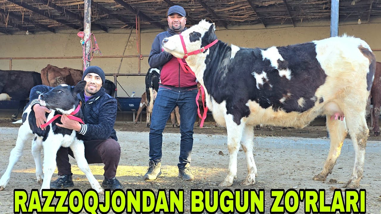 Razzoqjon ukamizdan yana yangi partiya ona bola va bo'g'oz sigirlar 11 марта 2026 г.