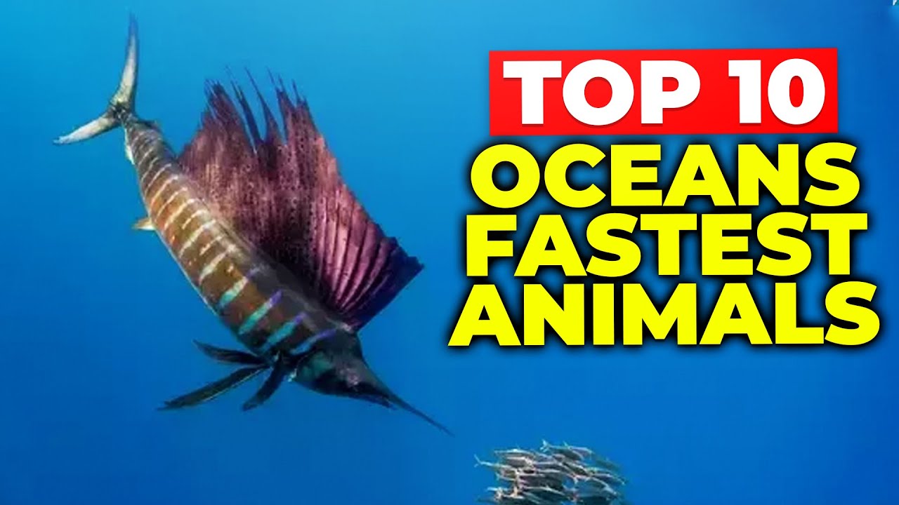 Топ-10 самых быстрых животных океана