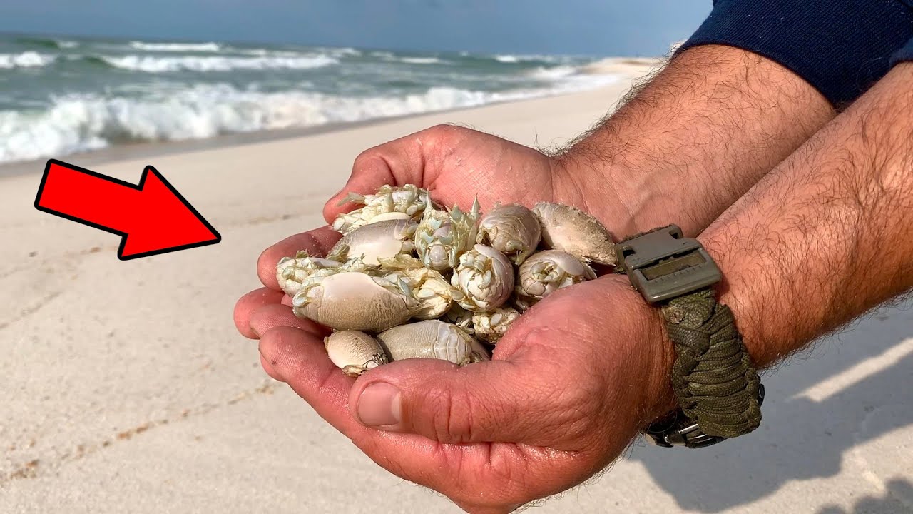 GIANT Sand Fleas! (Catch, Clean & Cook taste test)