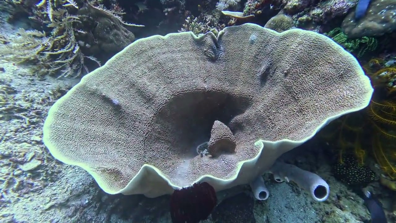North Sulawesi Cap - Bastianos House Reef - Bangka Island