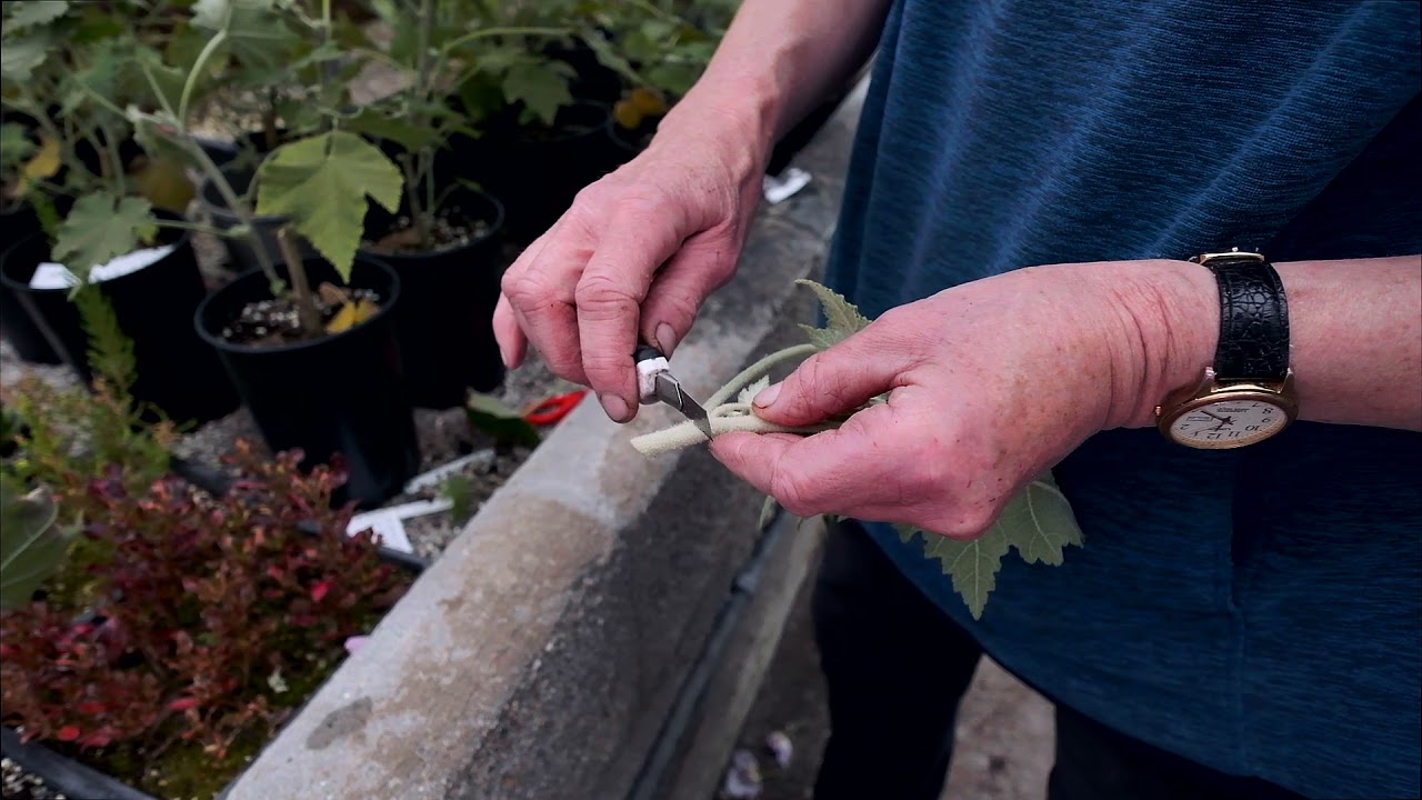 Propagation of Abutilon ‘Veronica Tenant’