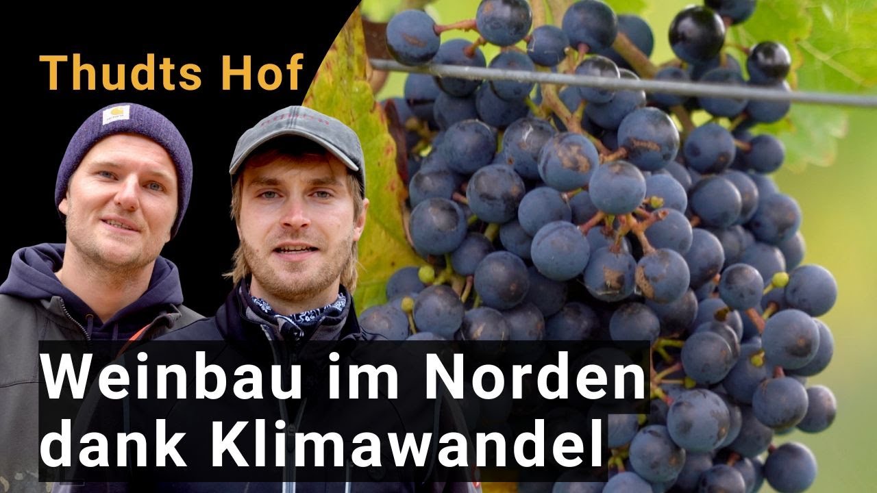 Weinbau in Norddeutschland | So passt sich der Thudts-Hof an den Klimawandel an | Climate Farm Demo