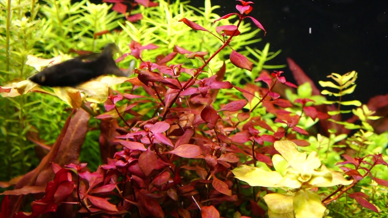 191. NIe słuchasz mądrzejszych, to cię pokarało. Akwarium roślinne nawożenie.