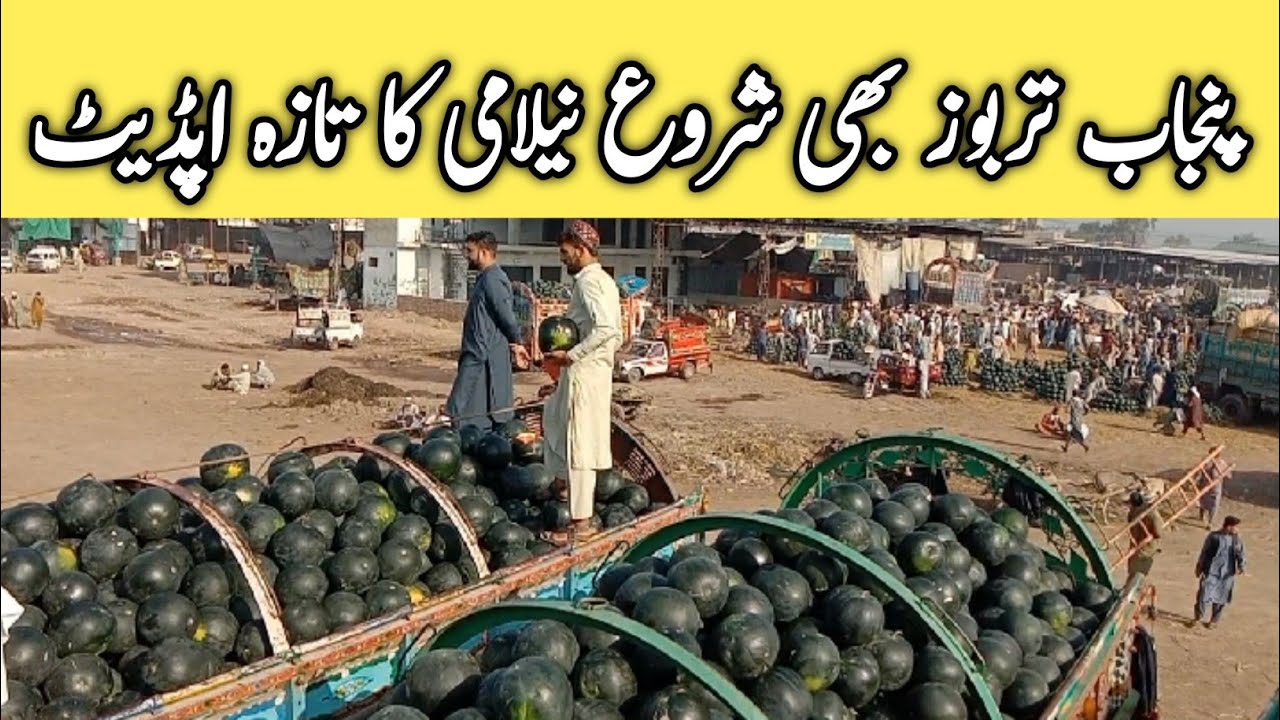 Tarbooz ke boli || watermelon auction || Punjab tarbooz bhi shoroh || Sindh and Punjab tarbooz ||