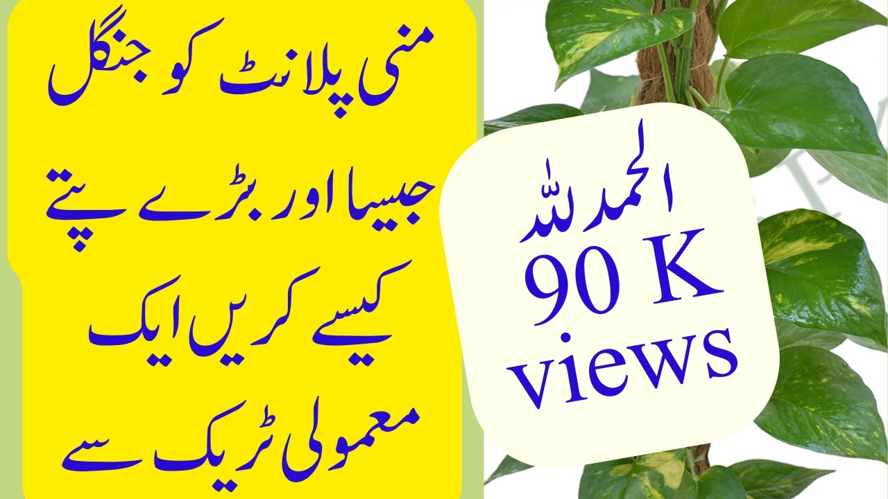 How to Grow Money Plant/Pothos From Cuttings