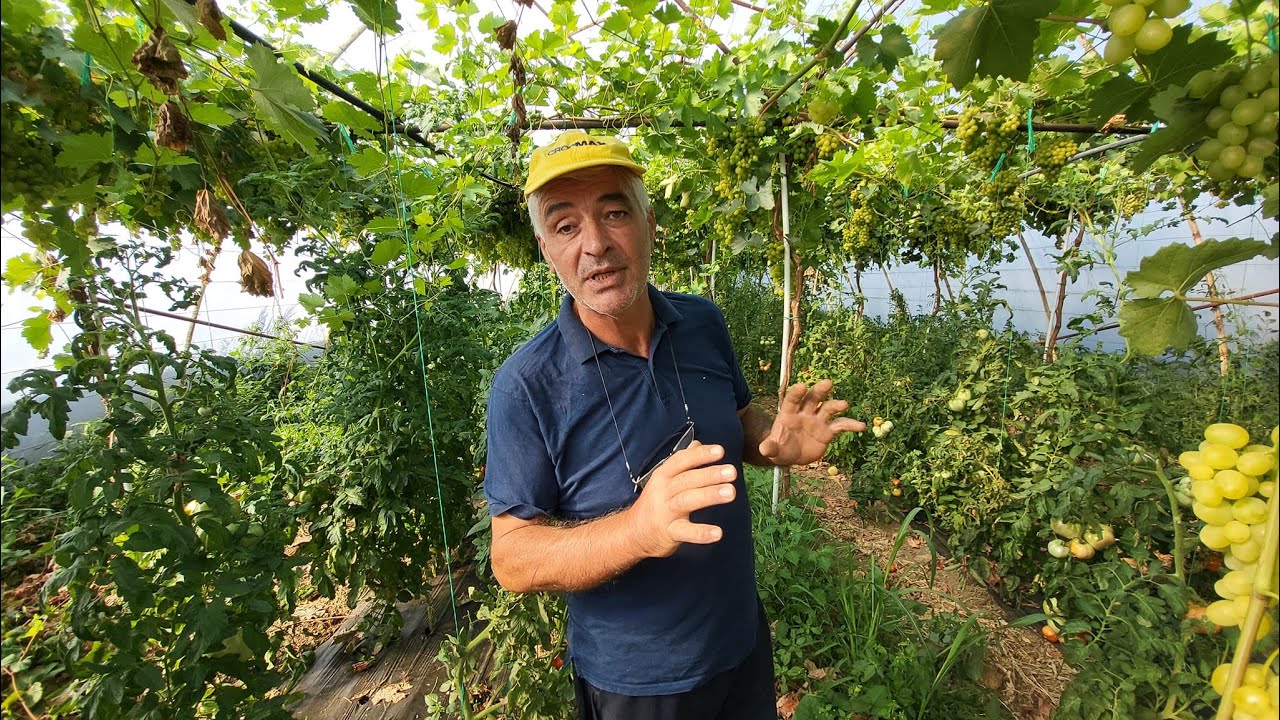 8.500 mp de solar cu struguri de masă