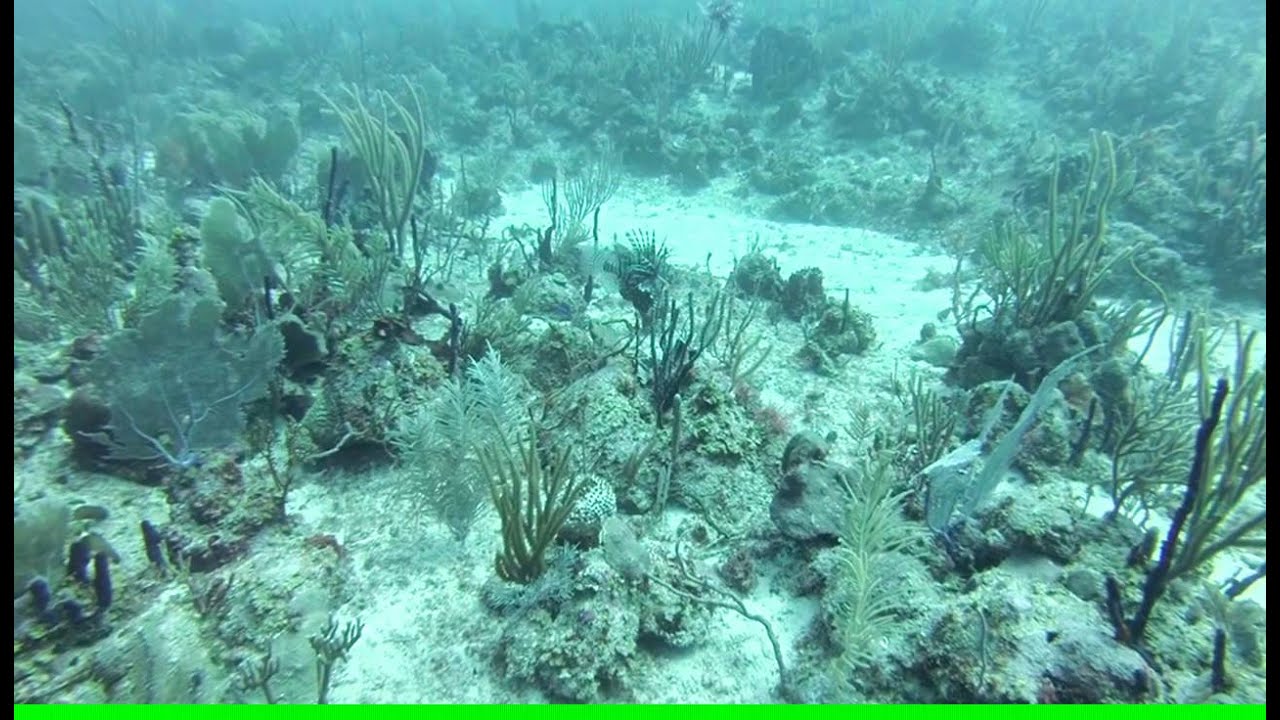 Big Green Moray Eel devouring a huge Lion Fish