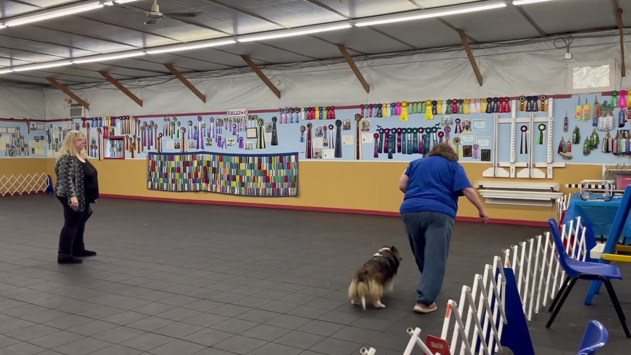 Cece novice  B obedience 2nd leg
