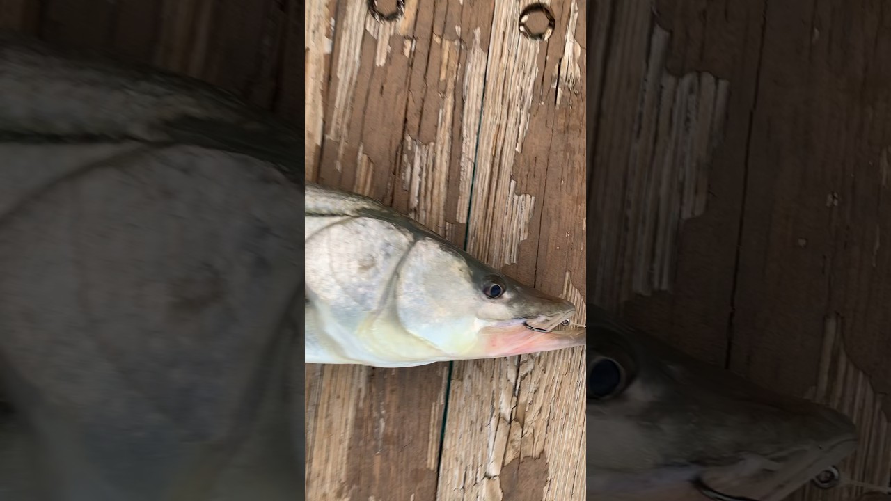 The piers finest catch and release #juno #snook #florida #fishing #staytuned #likeandsubscribe