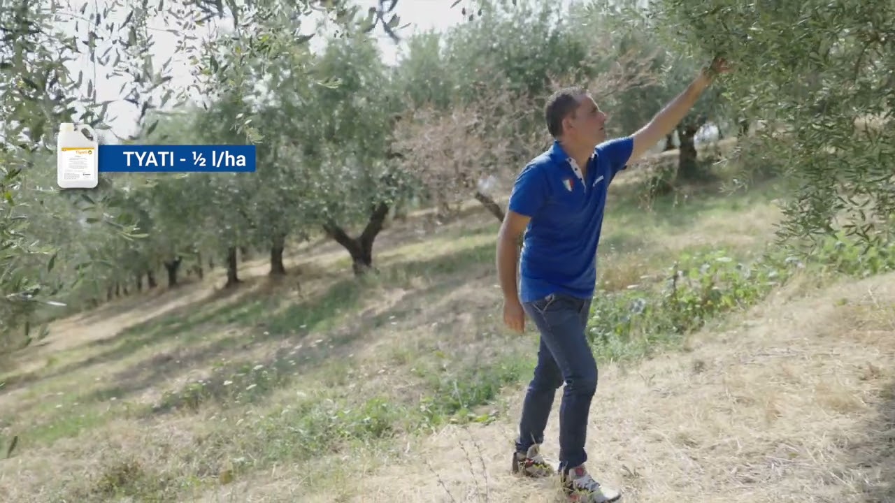 AgroTest su olivo: migliorare l'allegagione con concimi fogliari a base di microelementi