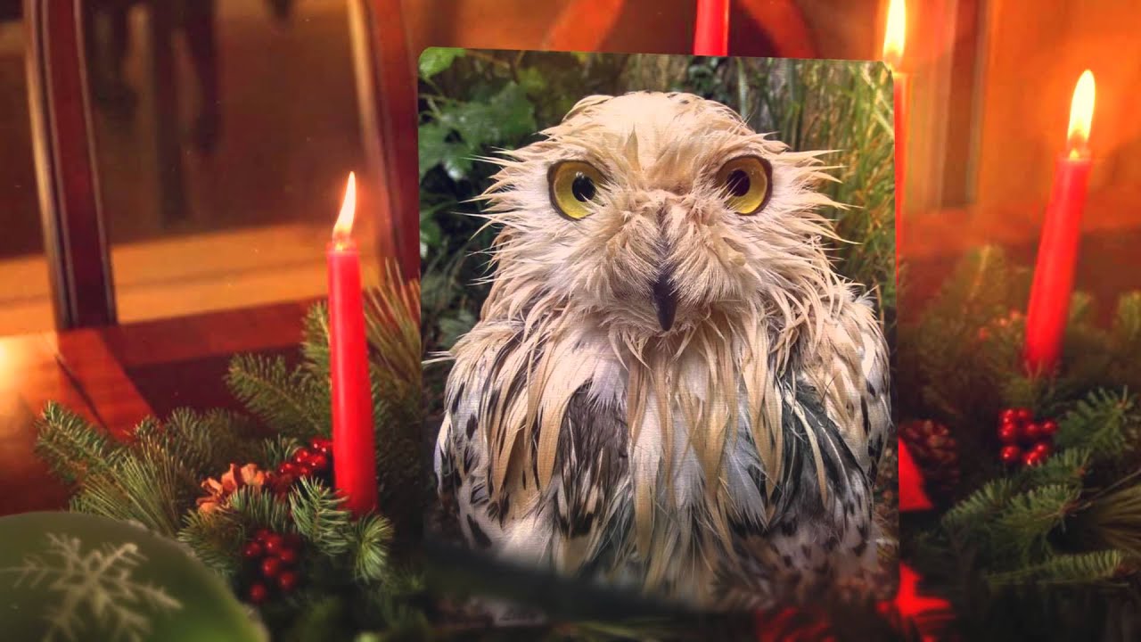 Merry Christmas from Paignton Zoo!