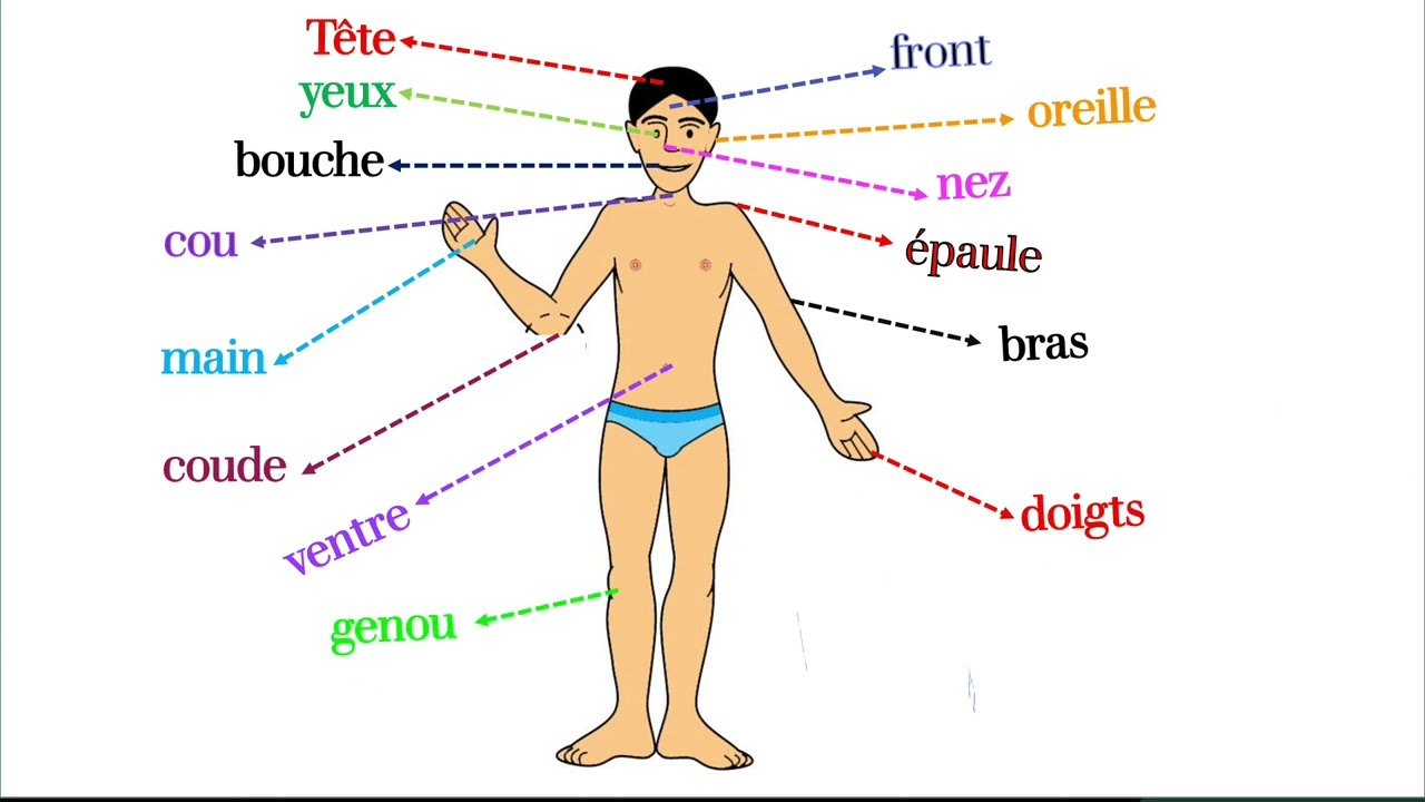 La parte del cuerpo humano en francés/ le corps humain en français