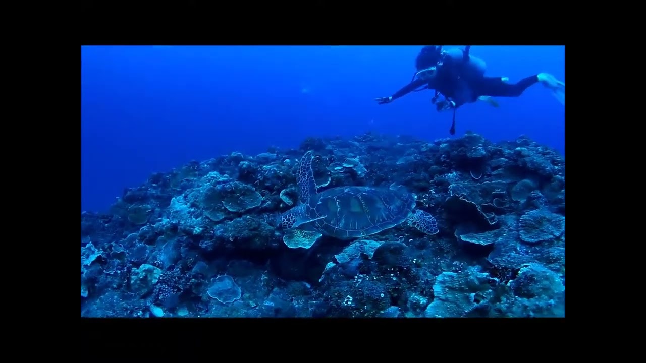 【記録映像】2016年9月27日｜ウミガメ観察ダイビング｜沖縄・恩納村｜BlueLeaf