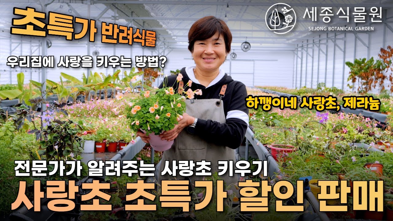반려식물 사랑초 키우는 방법 전문가가 알려드립니다! 초특가 할인 판매 #정원 #가드닝