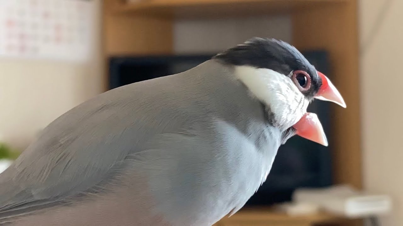 居ない人を呼び続ける文鳥  あずき　Java sparrow