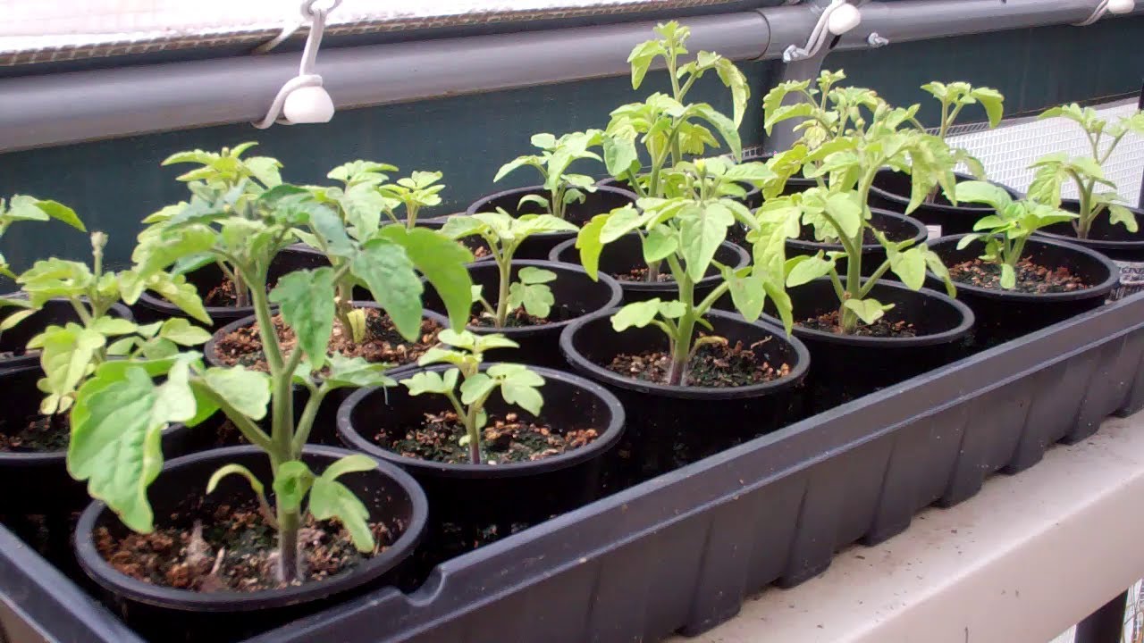 Tiny Tim Tomato Plants Started In 3 Inch Net Cups! Amazing Growth! Try This Method!
