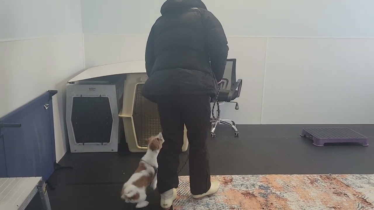 Betty- Jack Russell Terrier- BPF Board and Train- Wk2 D2- Leash Skills