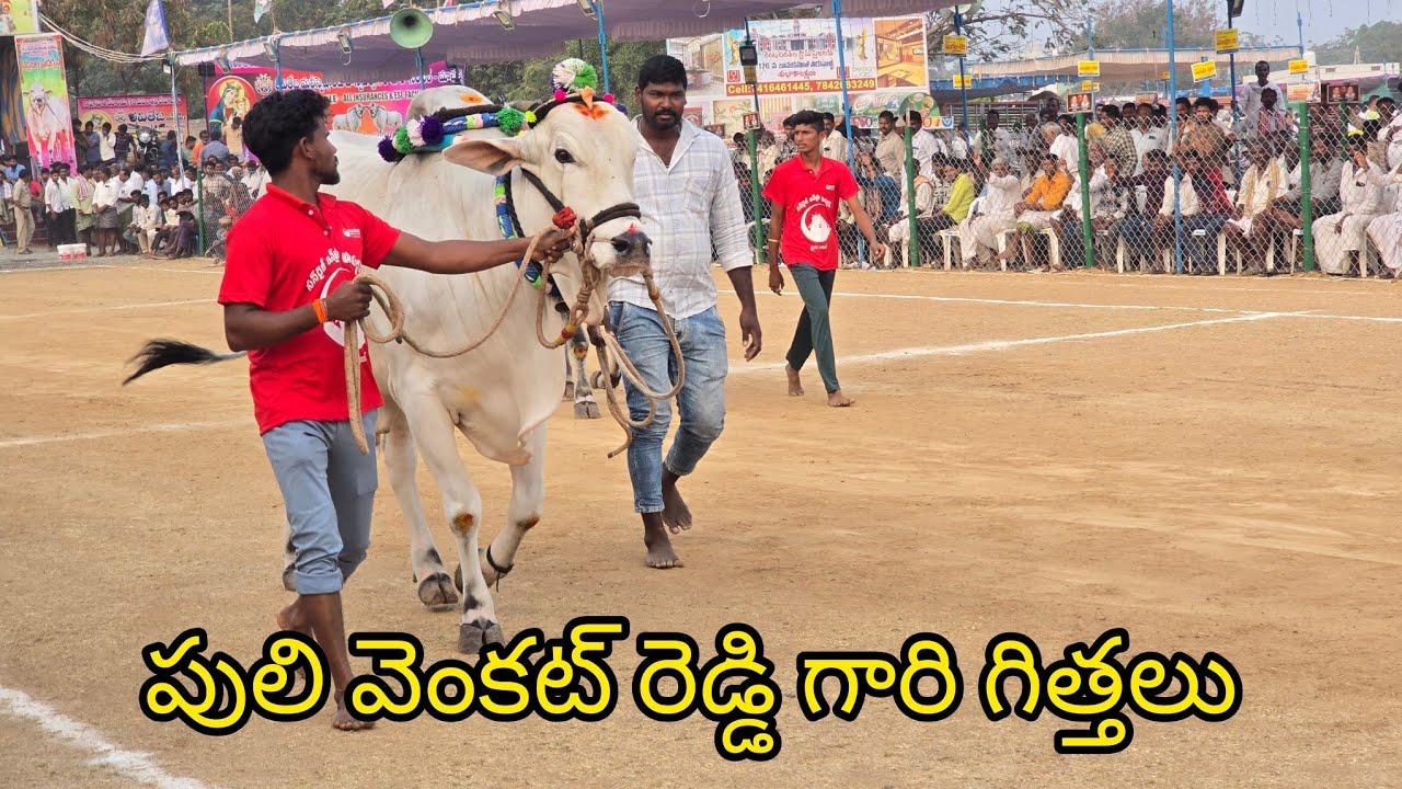 రెంటచింతల న్యూ కేటగిరి 11జత. పులి వెంకట్ రెడ్డి గారు మండాది గ్రామం వెల్దుర్తి మండలం పల్నాడు జిల్లా