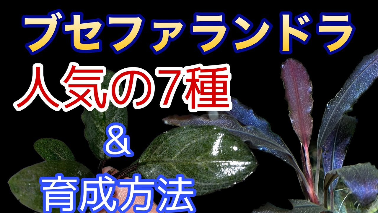 【ブセファランドラ】人気7種と育成のコツ
