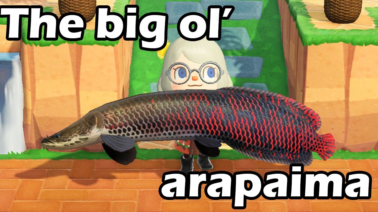 200K Bells from Hunting Dorado and Arapaima - Animal Crossing New Horizons
