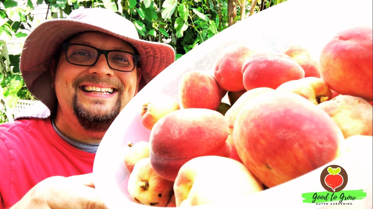 Growing Peaches in Zone 5 | Our First Peach Harvest!