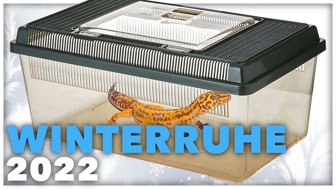 WINTERRUHE 2022 - Neue Überwinterung. Meine Vorbereitungen. - GeckoTagebuch