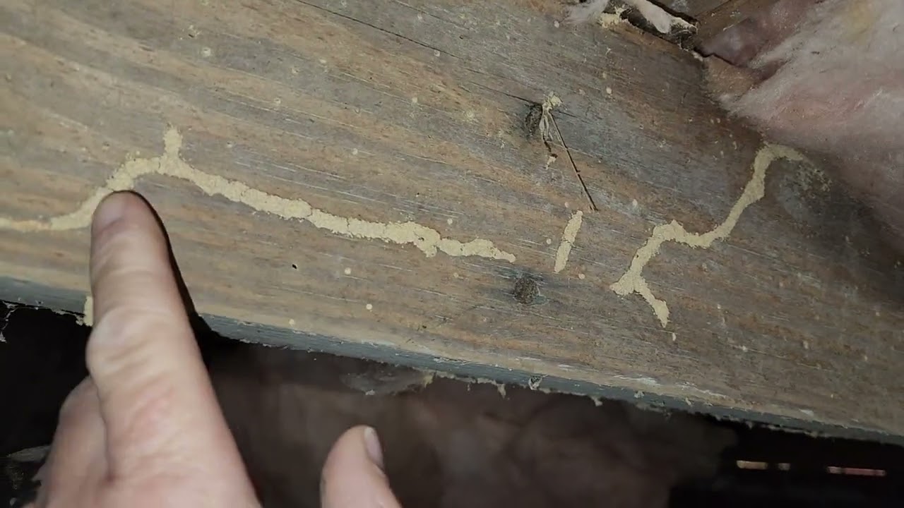 Powder post beetles in crawl spaces
