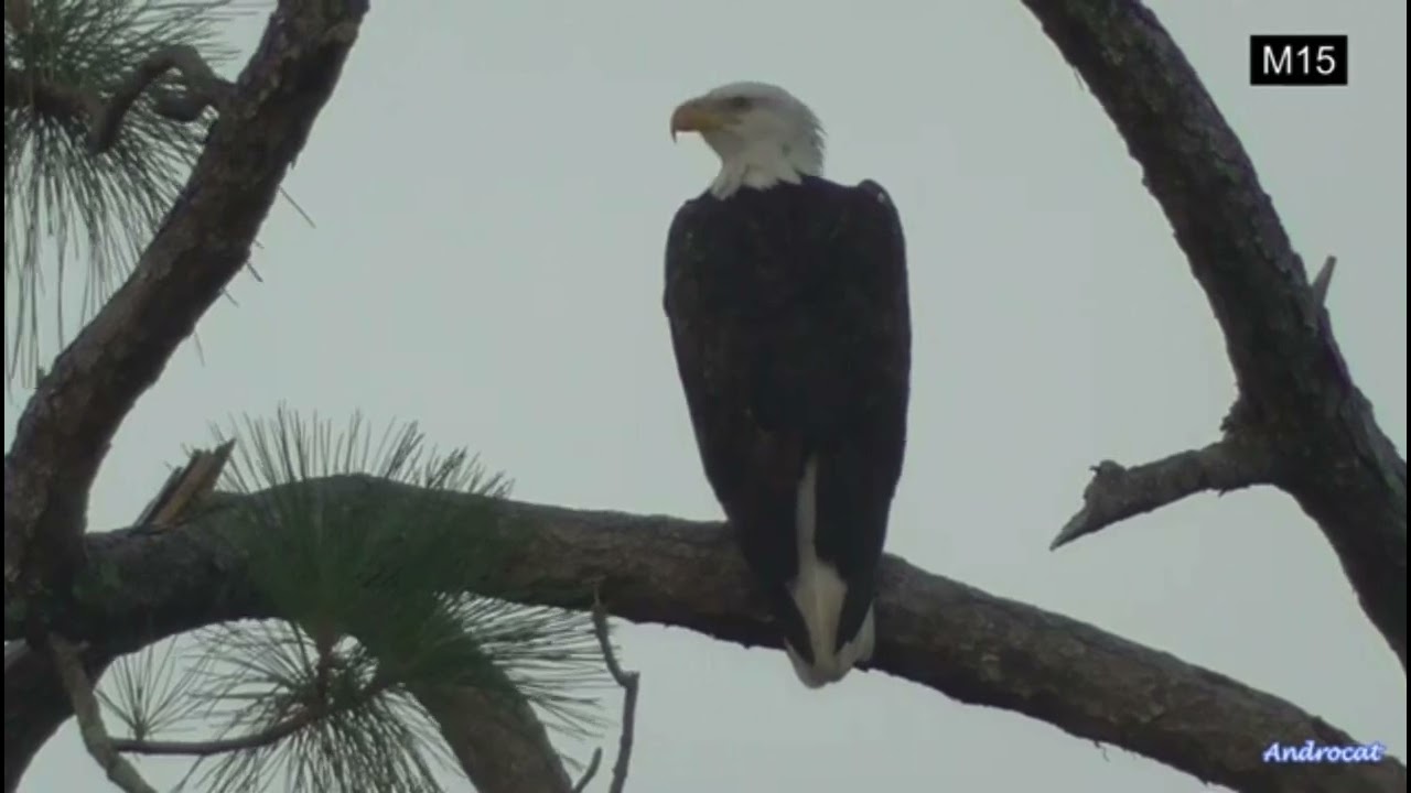M15 returns to the nest with a Female Friend!