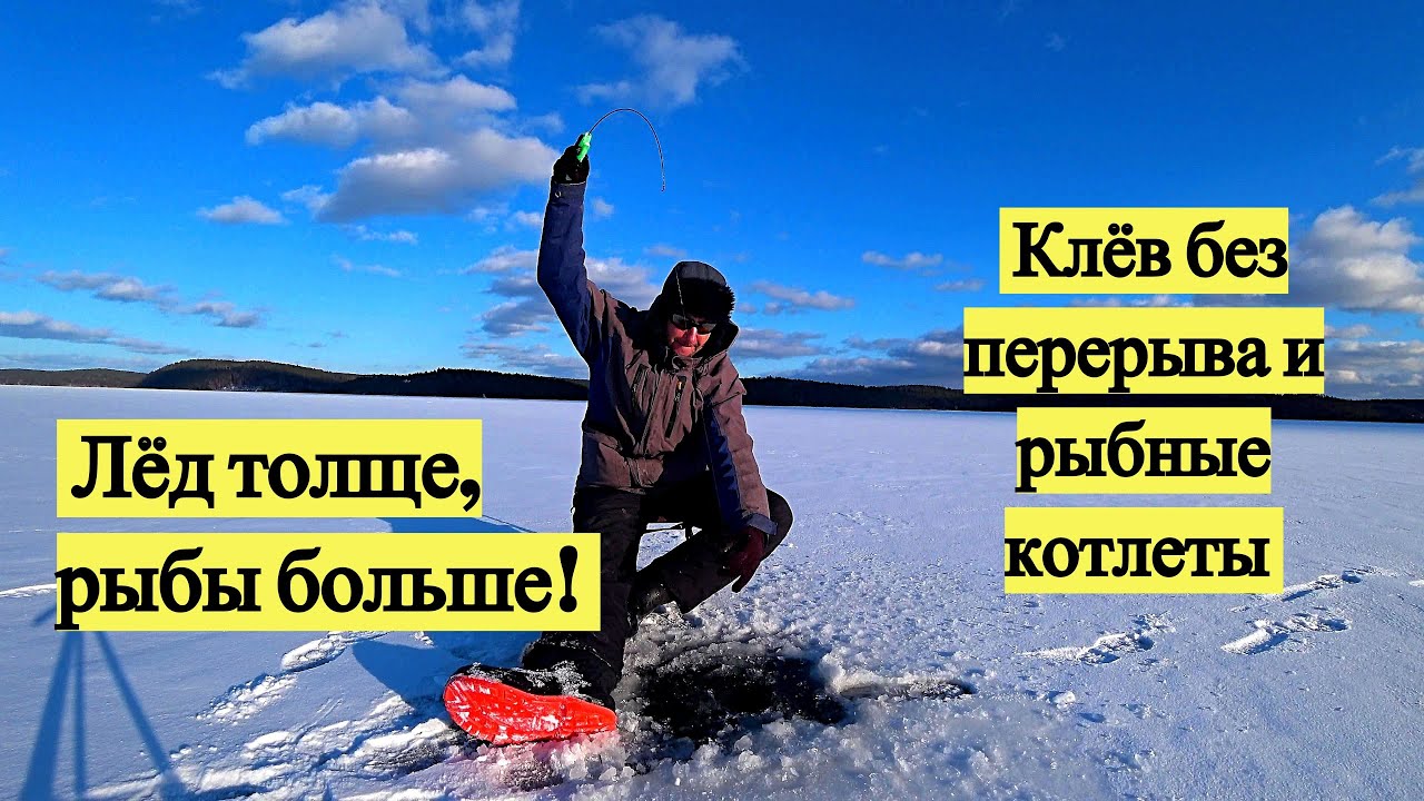 Лёд толще, рыбы больше! Клёв без перерыва и рыбные котлеты